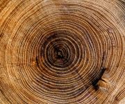 Szlachetność ukryta w drewnie